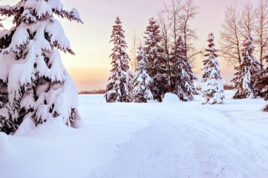 Güzel kış manzarası, kar yığınları ve karla kaplı ağaçların arasındaki yol, pembe ışıkla gün batımı zamanı..