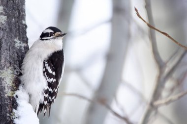Siyah beyaz tüylü tatlı erkek Downy ağaçkakan soğuk kış gününde kavak ağacının gövdesine tünemiş..