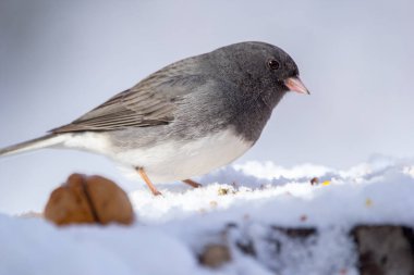 Tatlı kuş kara gözlü junco soğuk kış ormanlarında fındık ve tohumlarla karlı kütükle besleniyor..