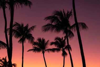 Tropikal sıcak iklimde parlak renkli gün batımı gökyüzü, portakal ve pembe renkli gökyüzünün arka planında yaprakları olan siyah palmiye siluetleri..