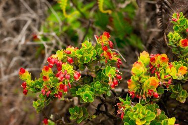 Aşı retikülatumu, Hawaii dilinde 