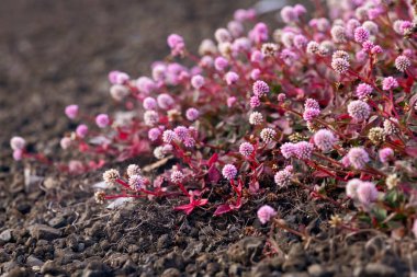 Hawaii 'deki volkanik çöl toprağında yetişen pembe küçük çiçeklerle düşük büyüyen Persicaria capitata (pembe başlı, pembe düğüm otu veya Japon düğümü) bitkisi..