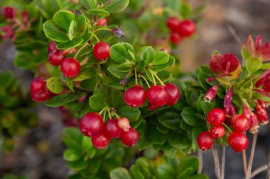 Aşı retikülatumu, Hawaii dilinde 