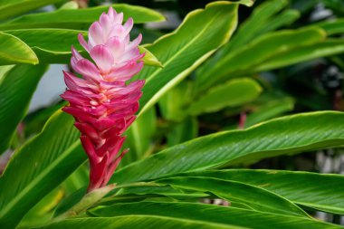 Alpinia purpurata 'nın parlak pembe konisi (kırmızı zencefil, devekuşu tüyü) ve tropik botanik bahçesinde yetişen yeşil yapraklar..