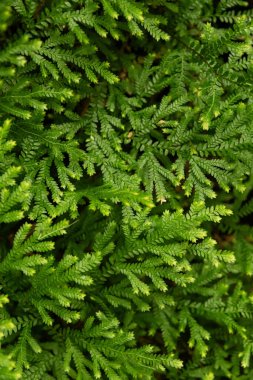 Selaginella stellata ya da tropik botanik bahçesinin gölgesinde yetişen yıldızlı dikenli dikenler..