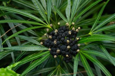 Osmoxylon familyasından egzotik bitkiler ya da tropikal bir bahçedeki yeşil yaprakların arasında küçük siyah meyveler ve küçük beyaz çiçekleri olan Miagos çalıları..