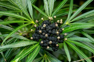 Osmoxylon familyasından egzotik bitkiler ya da tropikal bir bahçedeki yeşil yaprakların arasında küçük siyah meyveler ve küçük beyaz çiçekleri olan Miagos çalıları..