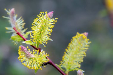 Close up of a yellow and pink pussy willow branch with bright blooming bud with pollen in the woodland in early spring.