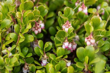 Arctostaphylos 'un küçük beyaz ve pembe çan biçimli çiçekleri ya da bahar ormanlarında yeşil parlak yapraklı her yemyeşil çimenlikte sürünen ayı meyvesi..