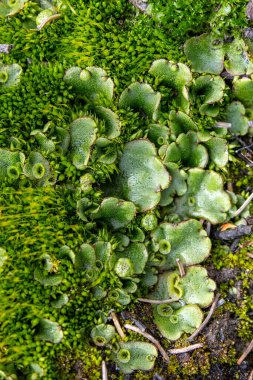 Marchantia Polymorpha 'nın (yaygın karaciğer otu veya şemsiyeli karaciğer otu) nemli ve nemli bir yerde orman zemininde yeşil yosun ile büyüyen desenli Maclose-up fotoğrafı.