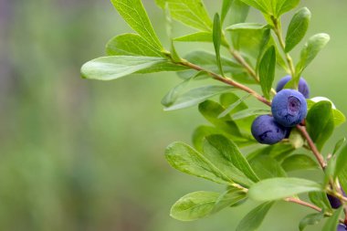 Aşı sezpitosum (ayrıca, caespitosum olarak da bilinir, cüce böğürtlen, cüce yaban mersini), yemyeşil, yemyeşil yapraklı ve olgun mavi böğürtlen, yeşil orman arka planı.