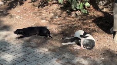 Two dogs, one black and one white with black spots, are resting on a sunlit pathway, capturing their serene moment in nature, with a gradual zoom out that highlights the peaceful atmosphere and earthy textures