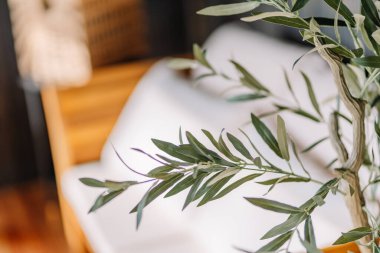 Close-up of olive tree branches with green leaves, softly focused background with white cushions and wooden furniture in a cozy outdoor setting.
