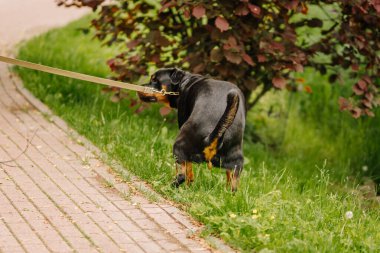Bir Rottweiler köpeği, bir tasma ile kaldırımın yanındaki çimenli bir alana dışkılarken görüldü. Parka benzeyen bir yerde, dışarıda yürürken..