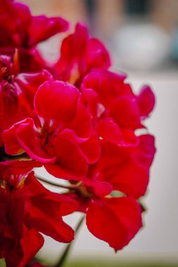 Canlı kırmızı çiçeklerin tam çiçek açması, narin yapraklarını ve yemyeşil yapraklarını vurgulaması, doğanın güzelliğinin ve zarafetinin özünü yansıtan çarpıcı bir görsel görüntü yaratması.