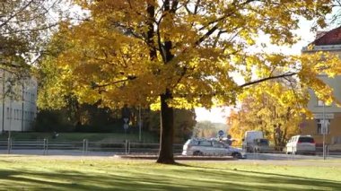 Valmiera, Letonya - 17 Ekim 2025: Sonbaharda canlı sarı ağaç, kameralar geçen arabaları ve şehir manzarasını göstererek mevsimsel güzellikleri yakalıyor