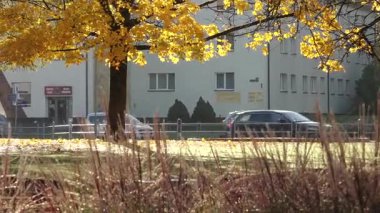 Valmiera, Letonya - 17 Ekim 2025: Canlı sonbahar yaprakları, kamera arka planda bir binayı ve hareket halindeki arabaları gösterirken sahneyi çerçeveler.