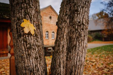 Doğanın güzelliğini ve mevsimsel değişiklikleri vurgulayan, huzurlu bir ortamda canlı sonbahar yapraklarıyla dokulu ağaç kabuğu.