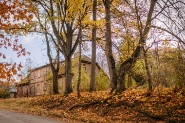 Mazsalaca, Letonya - 22 Ekim 2025: Canlı sonbahar ağaçlarının arasına kurulmuş eski bir tuğla evin manzaralı manzarası manzaralı bir atmosfer yaratıyor