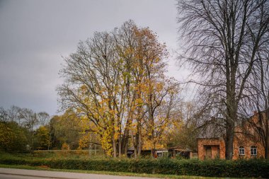 Mazsalaca, Letonya - 22 Ekim 2025: Canlı sarı ağaçlar, sonbahar boyunca huzurlu bir kırsal bölgede kırsal bir binanın yanında duruyor