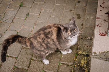 Calico evcil kedisi kaldırım taşı yüzeyinde duruyor, meraklı bir şekilde izleyiciye bakıyor, canlı kürk şekillerini ve oyuncu kişiliğini vurguluyor.