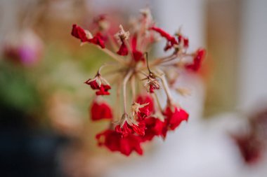 Yumuşak bir arka plan üzerine kurulmuş canlı kırmızı çiçekleri yakın plan, karmaşık ayrıntıları ve sahnenin doğal güzelliğini vurguluyor