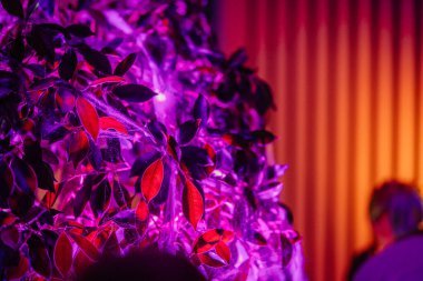 Mor ve kırmızının tonlarında yanan yapraklar büyülü bir ortam yaratır. Cadılar Bayramı kutlamaları için mükemmeldir. Gizem ve cazibe hissi uyandırır.