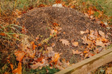 Düşen yapraklar ve çimenlerin arasında yuva yapmış karınca tepesi, zengin toprak tonları ve mevsimsel elementlerle doğal çevreyi vurguluyor, vahşi yaşam etkileşimini tasvir ediyor.