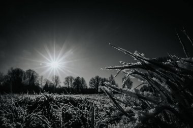 Güneş ışığıyla aydınlatılan buzlu çimenler soğuk zemin ile güneşin sıcak ışınları arasındaki zıtlığı vurgulayan huzurlu bir kış manzarası yaratır.