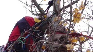 Cesis, Letonya - 14 Kasım 2025: Kırmızı ceketli ağaççı ağaç dallarını buduyor, kamera ayrıntılı ayrıntıları ve canlı sarı yaprakları yakalamak için yakınlaşıyor