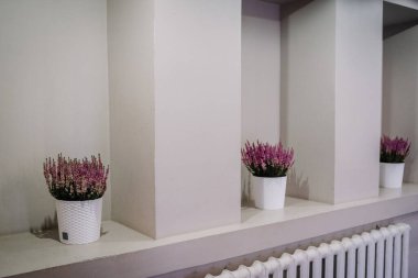 Mor çiçeklerin yer aldığı saksı bitkileri şık bir rafta sergilenerek, sıcak bir atmosfere sahip şık bir iç mekanın çağdaş atmosferine katkıda bulunuluyor.