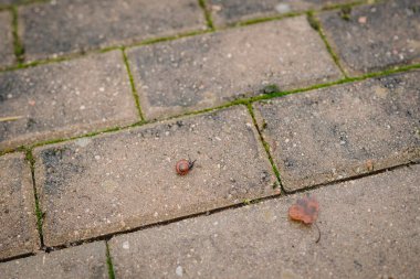Kahverengi salyangoz, dokulu yüzeyleri ve yeşil yosunlarıyla taştan bir yolda ilerliyor. Doğanın ve açık havanın karmaşık detaylarını vurguluyor.