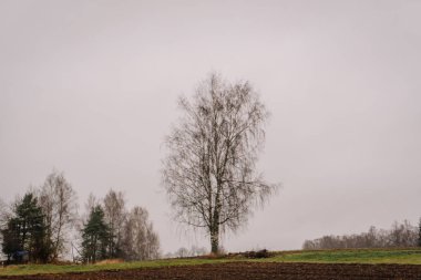 Issız bir huş ağacı, bulutlu bir gökyüzü ve arka planda uzak ağaçlarla, sakin ve huzurlu bir atmosfer yaratarak bir tarlada yükselir.