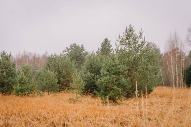 Yeşil çam ağaçları, yumuşak, bulutlu bir gökyüzü ile çevrili, huzurlu ve doğayla bir bağ hissi uyandıran huzurlu bir arazide, altın çimin üzerinde yükselir.