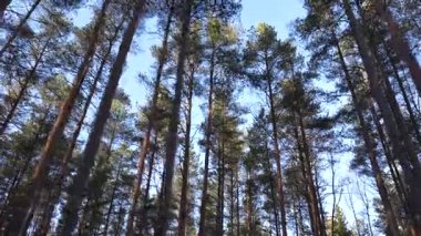 Görkemli çam ağaçları yükselir, açık mavi gökyüzüne karşı yemyeşil yapraklar sergilerken, kamera yukarı doğru hareket eder, sakin orman manzarasını güçlendirir.