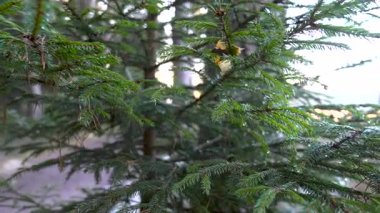 Zengin yeşil dalların yakın görüntüsü, karmaşık iğne dokularını ve yumuşak güneş ışığını vurguluyor, dingin bir atmosfer yaratıyor, kamera derinlik için pürüzsüzce yakınlaşıyor