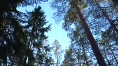 Kameralar yemyeşil bir ormanda yukarı doğru hareket ediyor, yüksek ağaçlar ve parlak mavi bir gökyüzü gösteriyor, doğanın huzurlu atmosferini ve açık havanın güzelliğini yakalıyor.