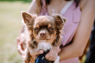 Büyük kulaklı sevimli küçük köpek dışarıda tutuluyor, canlı yeşil bir arka plana karşı neşeli bir ifade sergiliyor, evcil hayvan ve sahibi arasındaki bağı vurguluyor.
