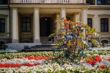 Kırmızı ve beyaz çiçeklerin yemyeşil bir bitkinin etrafında açtığı renkli bahçe sahnesi doğal güzelliklerle dolu canlı bir açık hava yaratıyor.