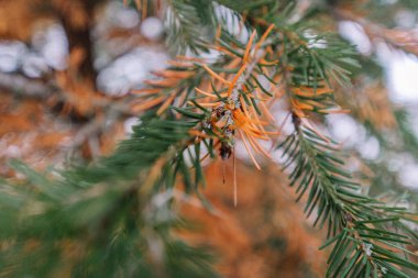Turuncu iğneli ve yeşil yapraklı yemyeşil dalların yakın çekimi doğanın karmaşık detaylarındaki mevsimsel dönüşümün güzelliğini yakalıyor.