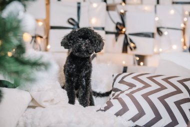 Oyuncak Kaniş, dekoratif yastıkların ve paketlenmiş hediyelerin arasında yumuşak bir battaniyenin üzerinde duruyor.