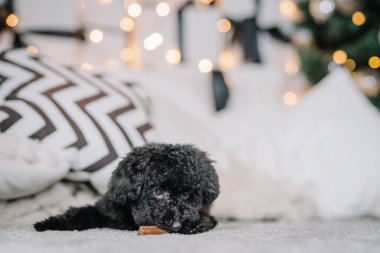 Oyuncak kaniş yavrusu, dekoratif yastıklarla ve parıldayan ışıklarla çevrili halının üzerinde uzanmış sıcak ve neşeli bir tatil atmosferini anımsatıyor.