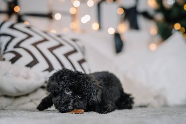 Oyuncak Kaniş pelüş halıda dinleniyor, dekoratif yastıklar ve arka planda yanıp sönen ışıklar ile bir ziyafetin tadını çıkarıyor.