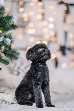 Oyuncak Kaniş zarif dekore edilmiş bir Noel ağacının yanında, yumuşak dokuları ve sıcak bokeh ışıkları ile rahat bir tatil ortamı yaratıyor.