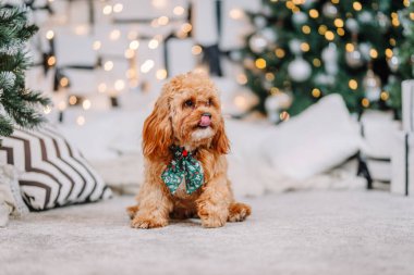 Yeşil papyonlu küçük tüylü bir köpek, rahat bir halının üzerinde oturuyor, etrafı tatil süslemeleri ve yumuşak yastıklarla çevrili, neşeli neşe ve sıcaklık saçıyor.