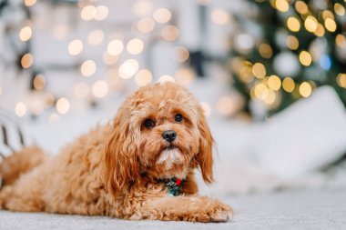 Kıvırcık tüylü tüylü tüylü köpek yumuşak halıda yatıyor. Etrafı pırıl pırıl tatil ışıklarıyla çevrili. Bayram anları için sıcak ve davetkar bir ortam yaratıyor.
