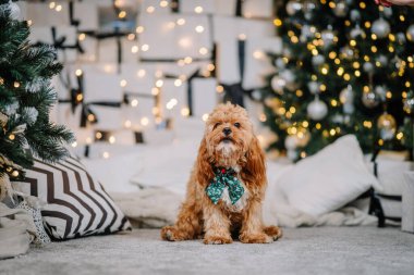 Yumuşak tüylü ceketli şirin köpek, Noel ağaçlarıyla çevrili, ışık ve süslemelerle süslenmiş, neşeli bir tatil ruhunu çağrıştırıyor.