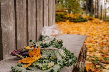 Sonbahar yaprakları çeşitli renklerde taze lahana ile birlikte ahşap bir bankta dinleniyor, doğanın güzelliğini ve sakin bir açık havada mevsimsel değişimi sergiliyor.