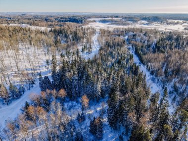 Karla kaplı zemin ve daima yeşil ağaçların bulunduğu açık mavi gökyüzünün altında kıvrımlı bir nehri olan bir kış ormanı perspektifi.