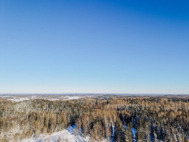 Karla kaplı zemin ve açık mavi gökyüzü olan kış ormanı perspektifi, her zaman yeşil ve yaprak döken ağaçlar içerir.